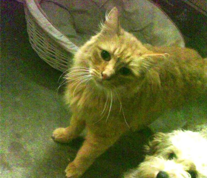 开云体育官方网入口-印度赛制的独特机制：从草根到国际赛事的突破，印度公开赛是排名赛吗