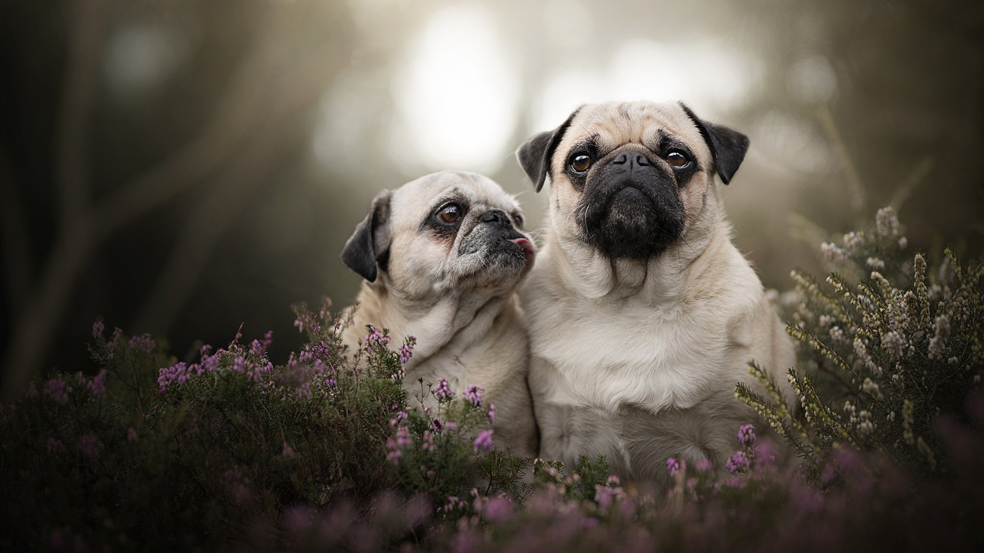 开云网页-博卡青年需提升战术多样性以应对强敌，博卡青年什么水平