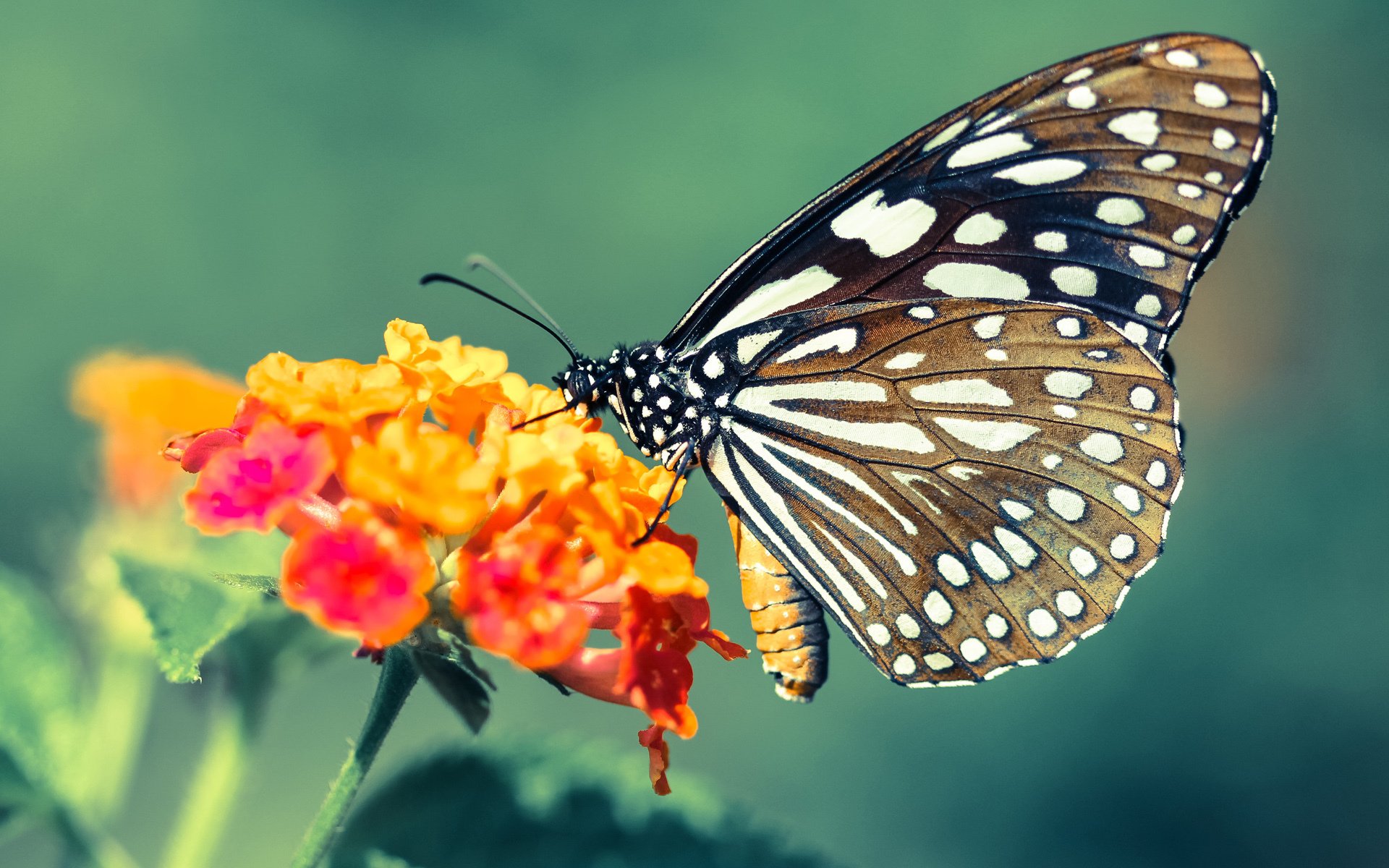 kaiyun 开云体育-国际乒联混合团体世界杯：罗马尼亚队突破自我，表现惊艳，罗马尼亚 世界杯