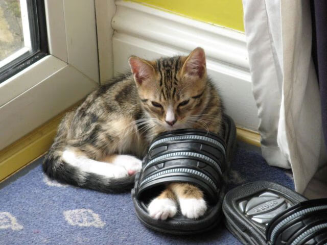 开云官网登录-埃及队2024年世界杯：如何挑战更高水平的乒乓对抗，埃及世界杯历史战绩