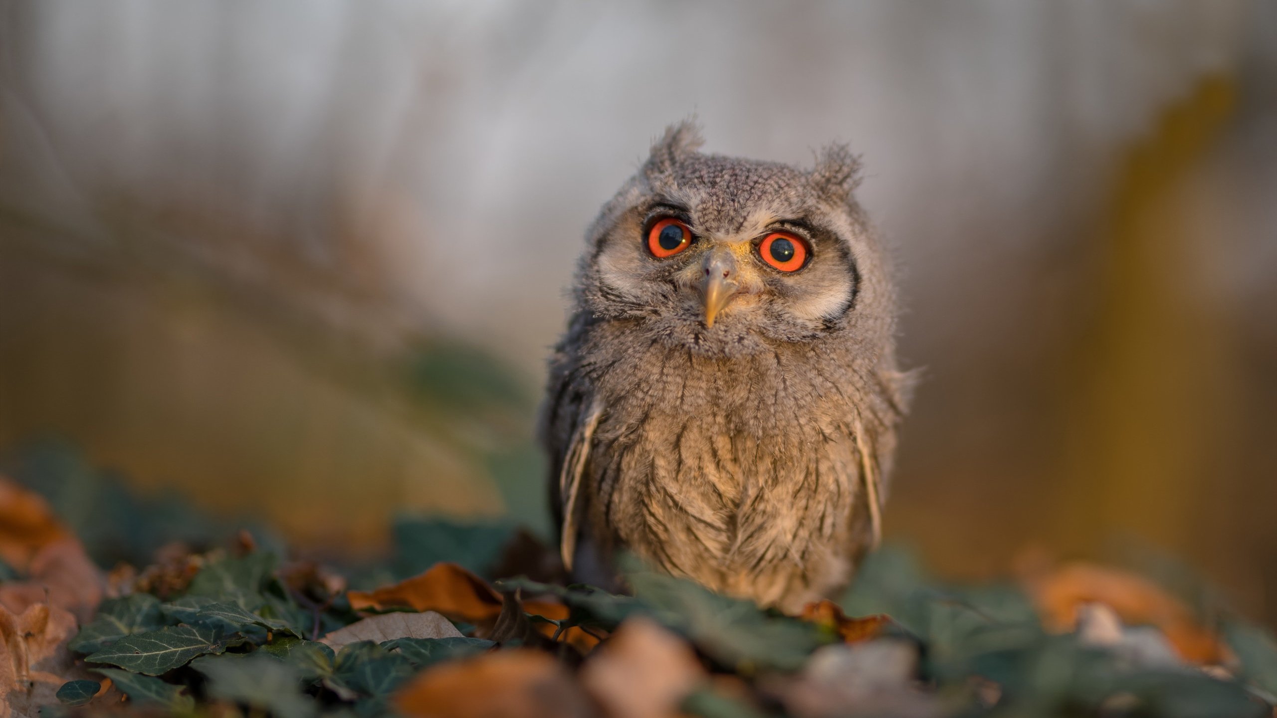 kaiyun官方入口登录-新生代球迷成长为主力观众改变内容生态，新生代足球解说  第2张