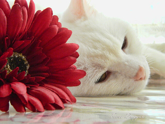 开云体育官方下载-奇才核心回归全队状态明显提升，奇才队成员名单